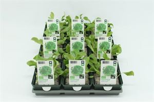 Afbeelding van Sla. IJsbergsla Groen